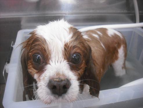 ファイル 2297-2.jpg