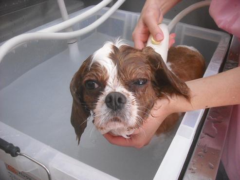 ファイル 2298-2.jpg