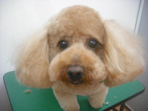 ファイル 2300-1.jpg