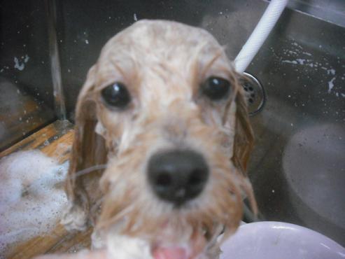 ファイル 2304-2.jpg