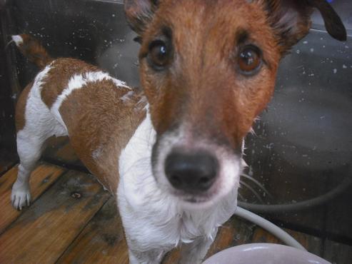 ファイル 2305-1.jpg