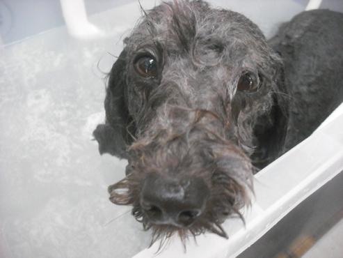 ファイル 2306-2.jpg