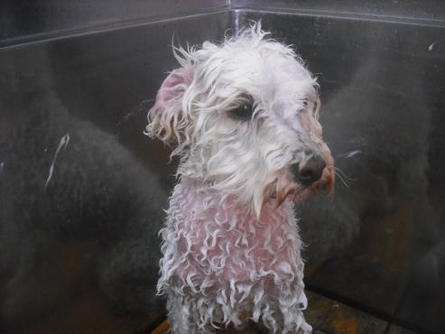 ファイル 2308-2.jpg