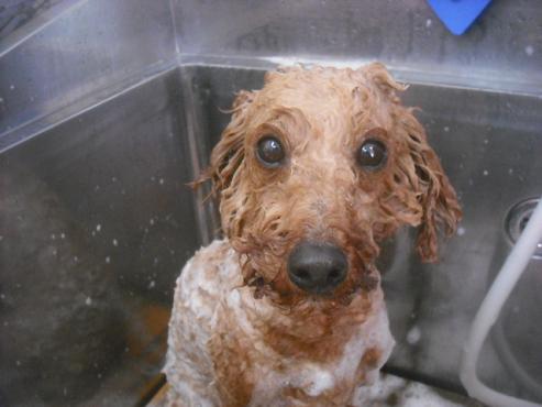 ファイル 2309-2.jpg