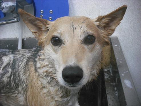 ファイル 2311-2.jpg