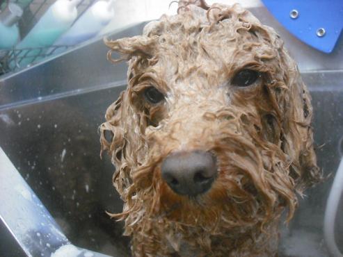 ファイル 2312-2.jpg