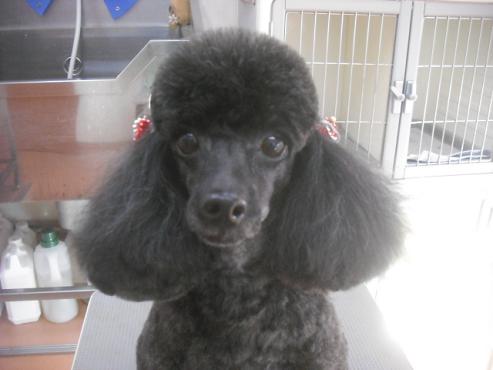 ファイル 2315-1.jpg