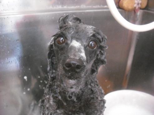 ファイル 2315-2.jpg