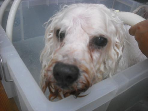 ファイル 2317-2.jpg