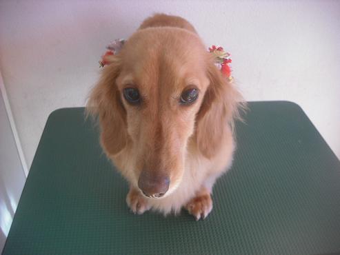 ファイル 2318-1.jpg