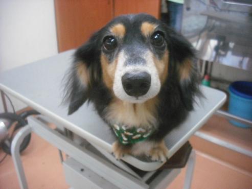 ファイル 2321-1.jpg