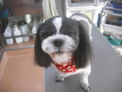 ファイル 2325-1.jpg