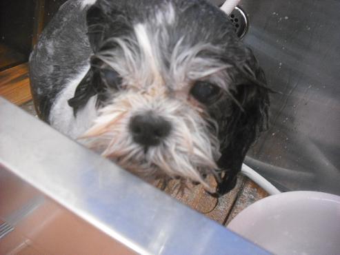 ファイル 2326-2.jpg