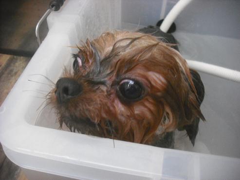 ファイル 2327-2.jpg