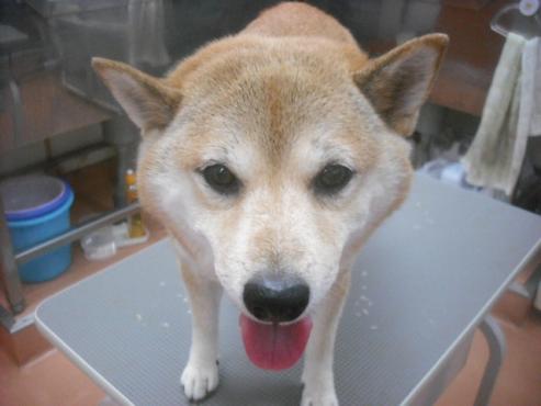 ファイル 2328-1.jpg