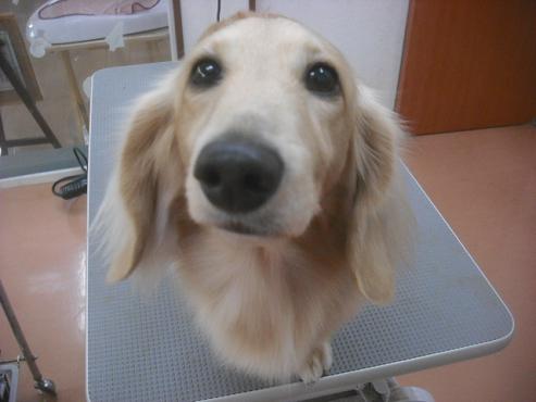 ファイル 2331-1.jpg