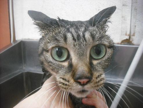 ファイル 2332-2.jpg