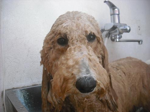 ファイル 2333-2.jpg