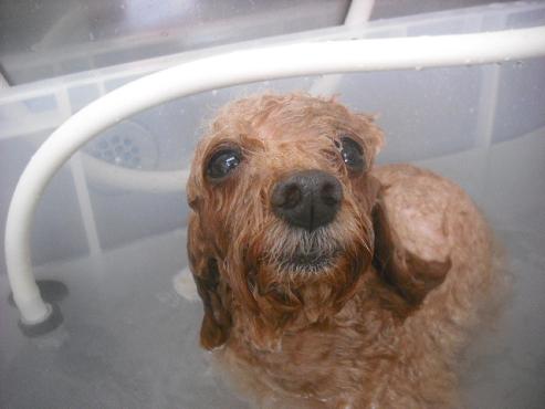 ファイル 2334-2.jpg