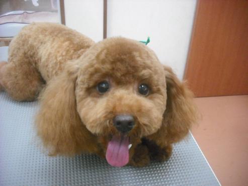 ファイル 2335-1.jpg