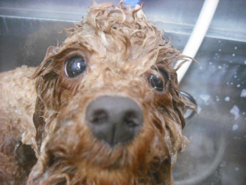 ファイル 2335-2.jpg