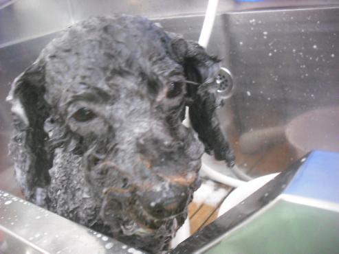 ファイル 2336-2.jpg