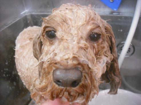 ファイル 2338-2.jpg