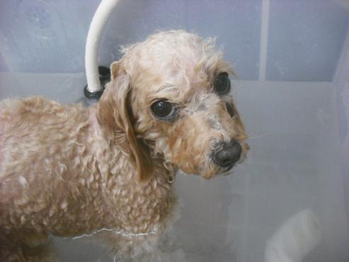 ファイル 2339-2.jpg