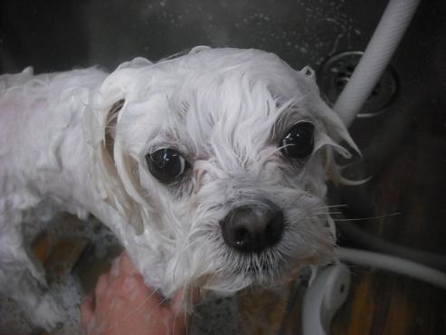 ファイル 2341-2.jpg