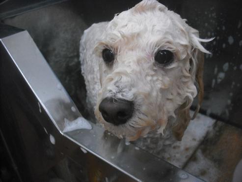 ファイル 2342-2.jpg