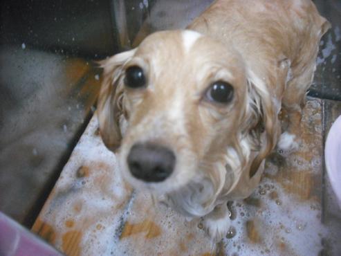 ファイル 2343-2.jpg