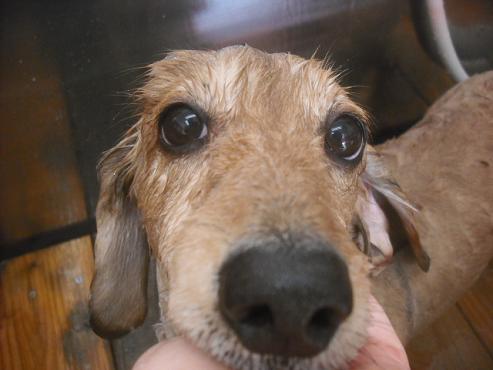 ファイル 2349-2.jpg