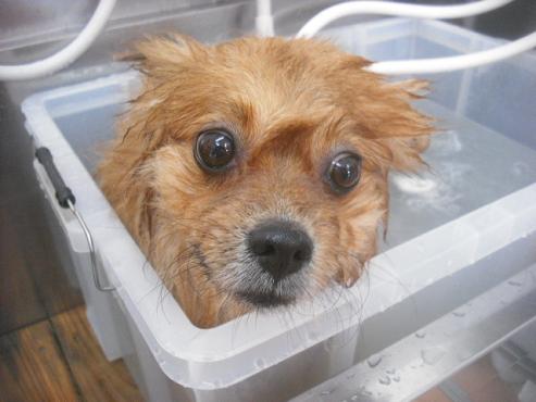 ファイル 2353-2.jpg