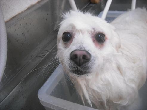 ファイル 2354-2.jpg