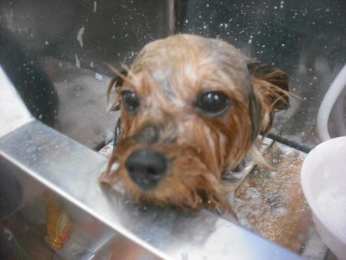 ファイル 2356-2.jpg