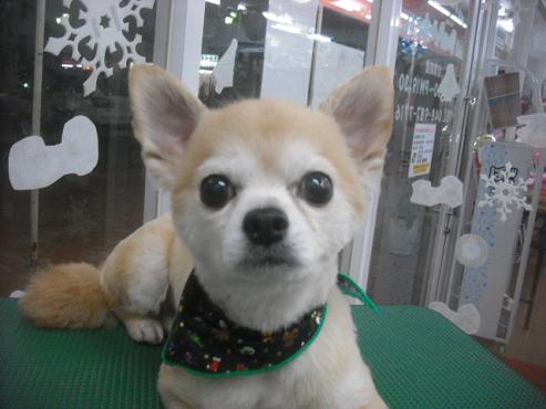 ファイル 2357-1.jpg