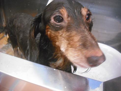 ファイル 2360-2.jpg