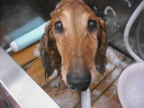 ファイル 2361-2.jpg