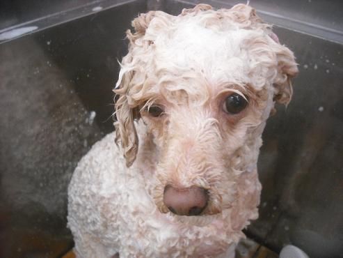 ファイル 2362-2.jpg