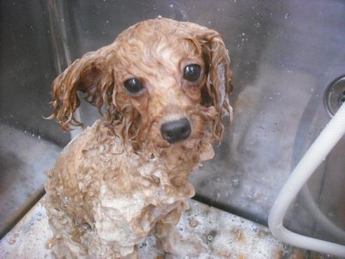 ファイル 2363-2.jpg