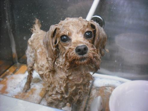 ファイル 2364-2.jpg