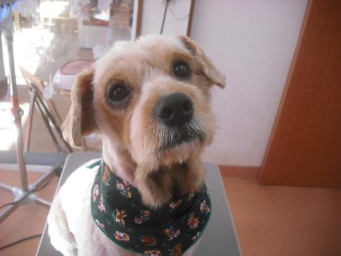 ファイル 2365-1.jpg