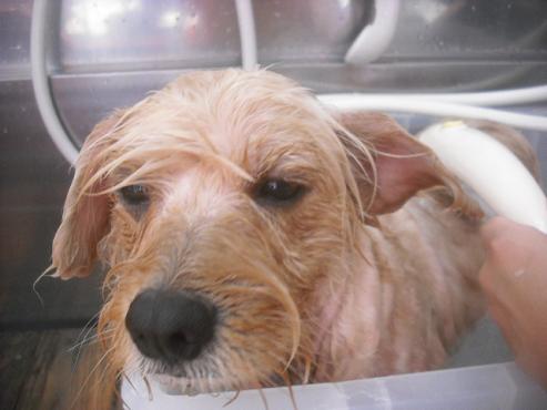 ファイル 2365-2.jpg