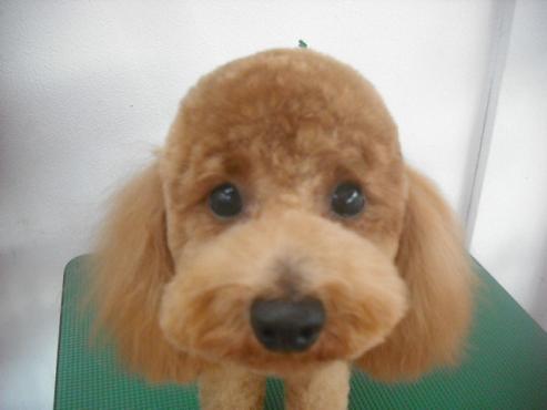 ファイル 2367-1.jpg