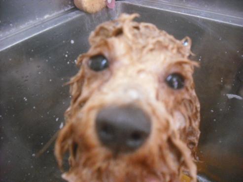 ファイル 2367-2.jpg