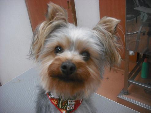 ファイル 2372-1.jpg