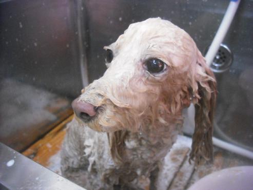 ファイル 2374-2.jpg