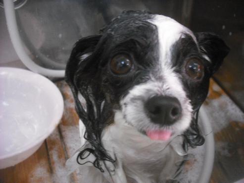 ファイル 2379-2.jpg