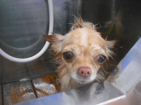 ファイル 2381-2.jpg