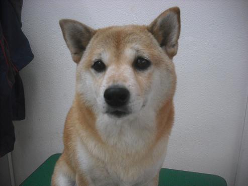 ファイル 2382-1.jpg